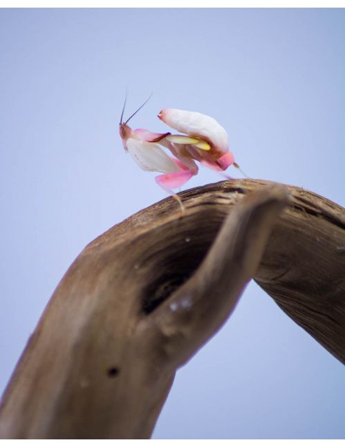 Mante orchidée - Hymenopus Coronatus