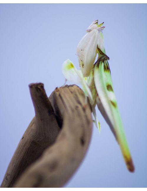 Mante orchidée - Hymenopus Coronatus