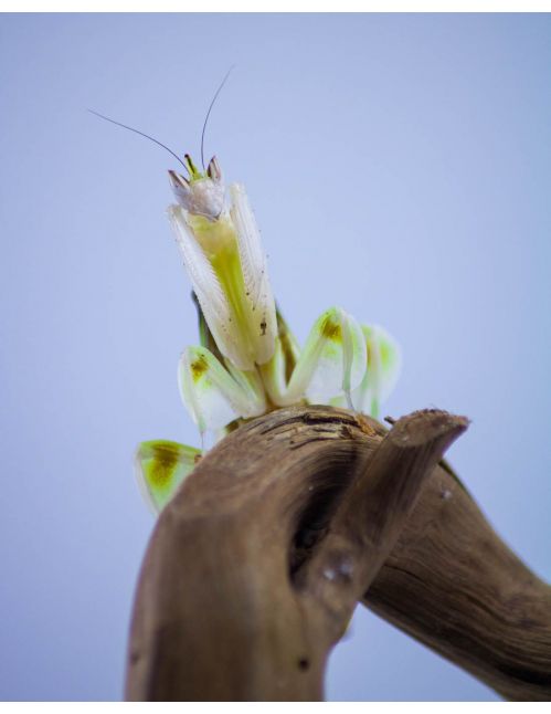 Mante orchidée - Hymenopus Coronatus