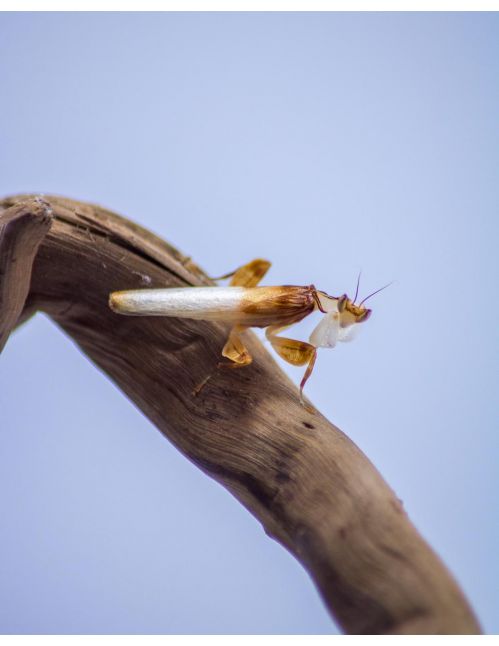Mante orchidée - Hymenopus Coronatus