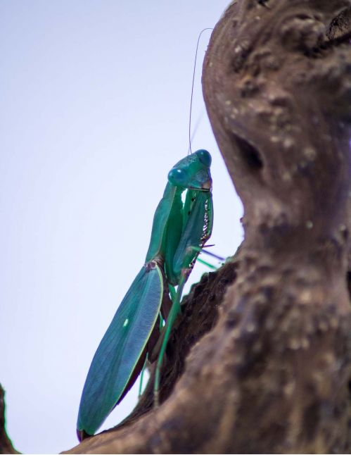 Prohierodula ornatipennis - Mante turquoise