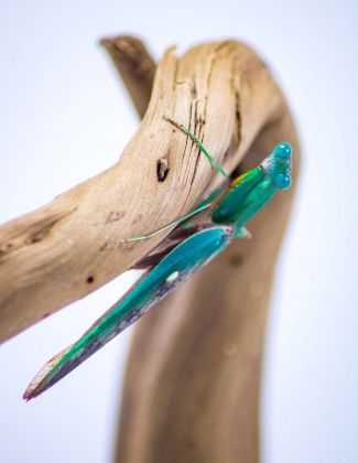 Prohierodula ornatipennis - Mante turquoise 2