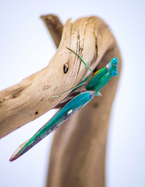 Prohierodula ornatipennis - Mante turquoise