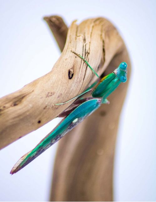 Prohierodula ornatipennis - Mante turquoise