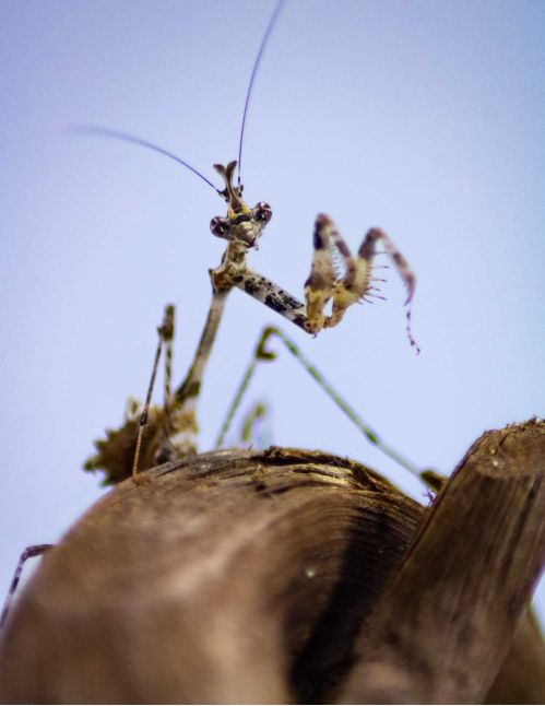 Sibylla Pretiosa - Mante cryptique