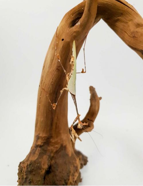 Sibylla Pretiosa - Mante cryptique