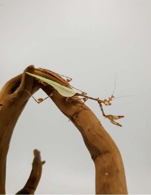 Sibylla Pretiosa - Mante cryptique