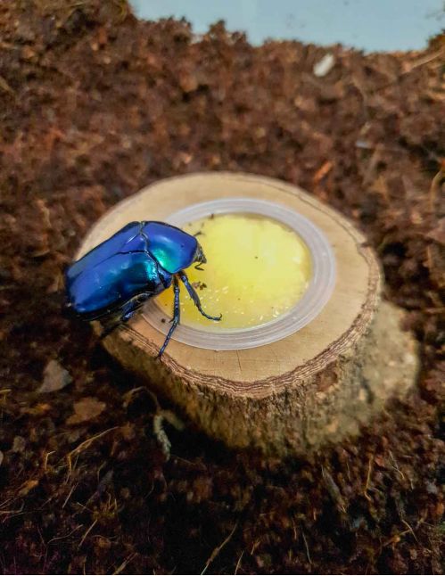 Beetle Jelly - Gelée de fruits