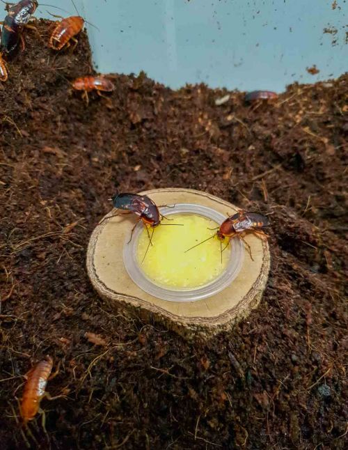 Beetle Jelly - Gelée de fruits
