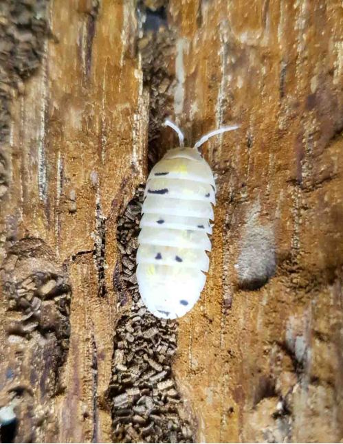 Armadillidium vulgare "Magic Potion" - Isopode
