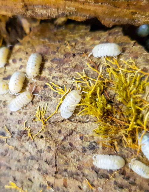 Armadillidium vulgare "Magic Potion" - Isopode