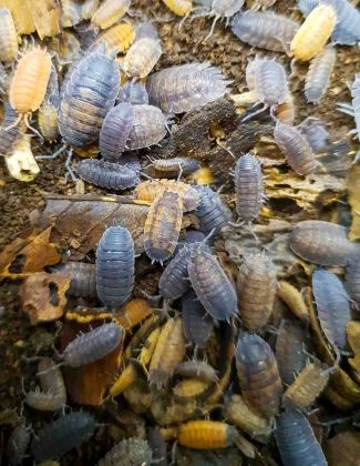 Porcellio scaber “Lava” - Isopode 2