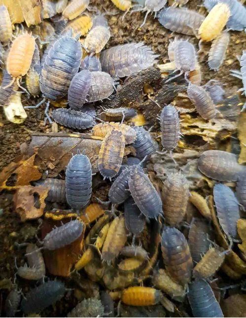 Porcellio scaber “Lava” - Isopode