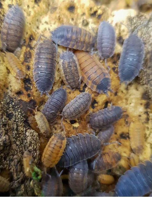 Porcellio scaber “Lava” - Isopode