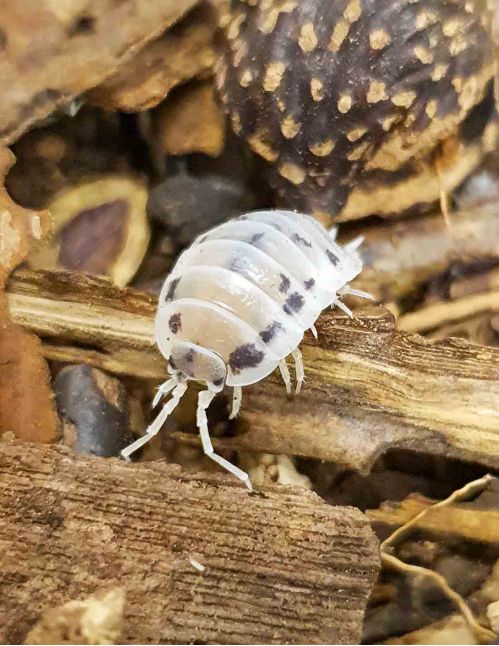 Porcellio laevis “Dalmatien” - Isopode
