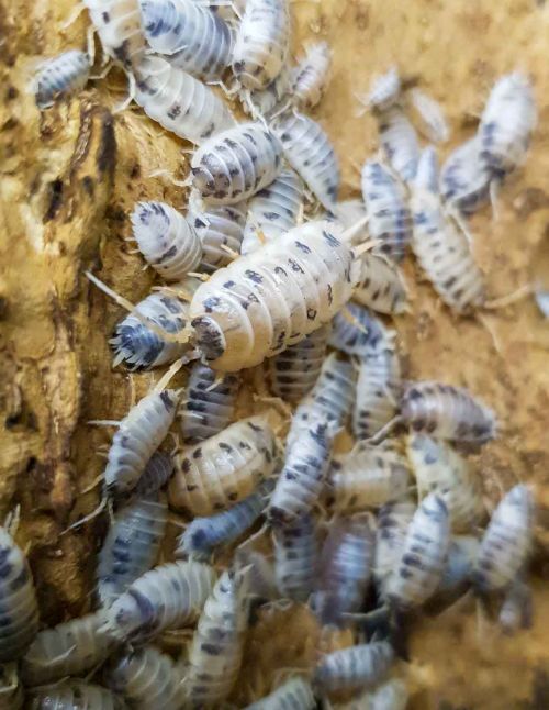 Porcellio laevis “Dalmatien” - Isopode