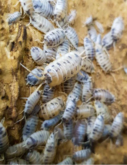Porcellio laevis “Dalmatien” - Isopode
