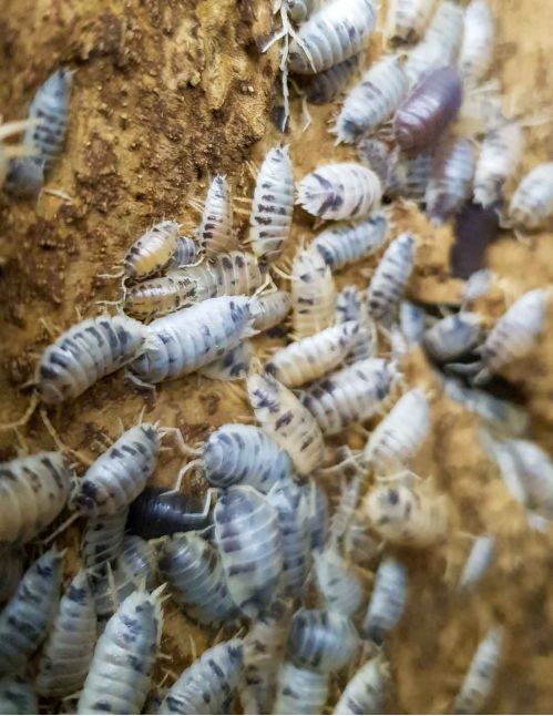Porcellio laevis “Dalmatien” - Isopode