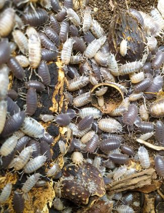 Porcellio Laevis “Milk Back” - Isopode 2