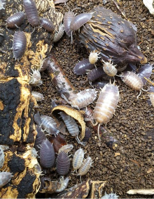 Porcellio Laevis “Milk Back” - Isopode