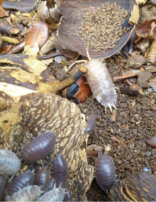 Porcellio Laevis “Milk Back” - Isopode
