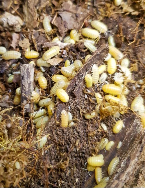 Armadillidium sp "Albinos" - Isopode