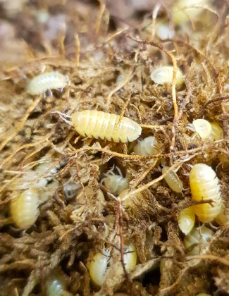 Armadillidium sp "Albinos" - Isopode 2