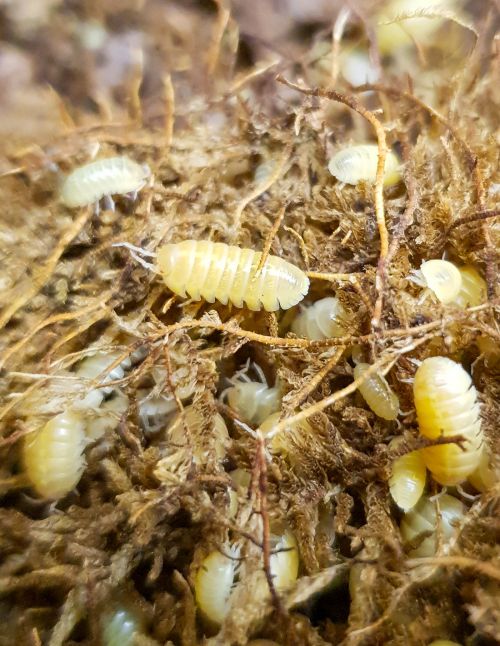 Armadillidium sp "Albinos" - Isopode