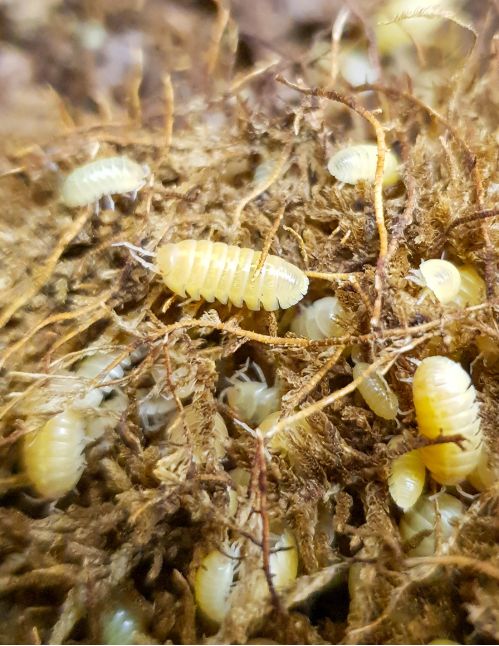 Armadillidium sp "Albinos" - Isopode