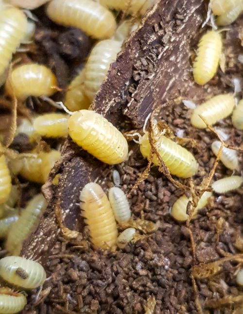 Armadillidium sp "Albinos" - Isopode