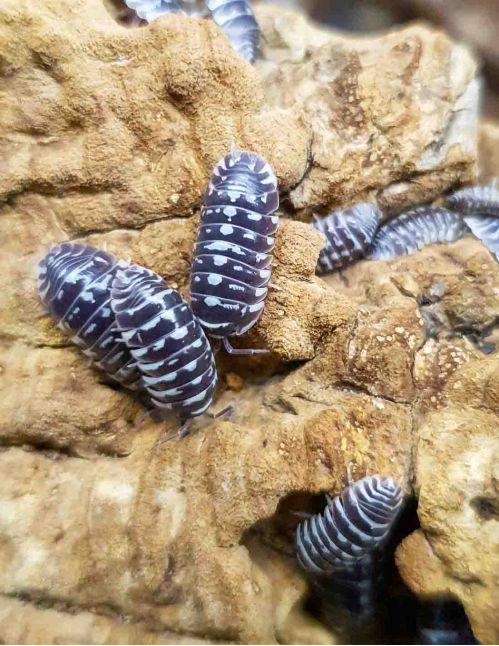 Armadillidium maculatum "Zebra" - Isopode