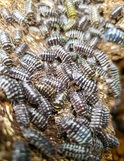 Armadillidium maculatum "Zebra" - Isopode