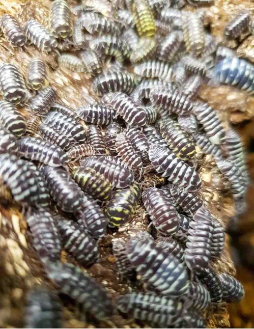 Armadillidium maculatum "Zebra" - Isopode
