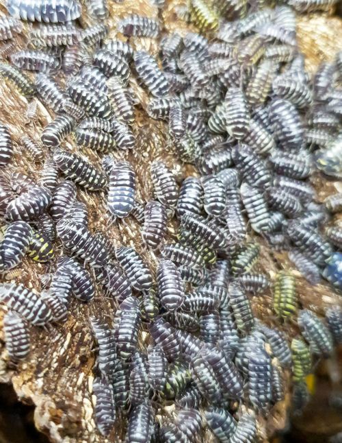 Armadillidium maculatum "Zebra" - Isopode