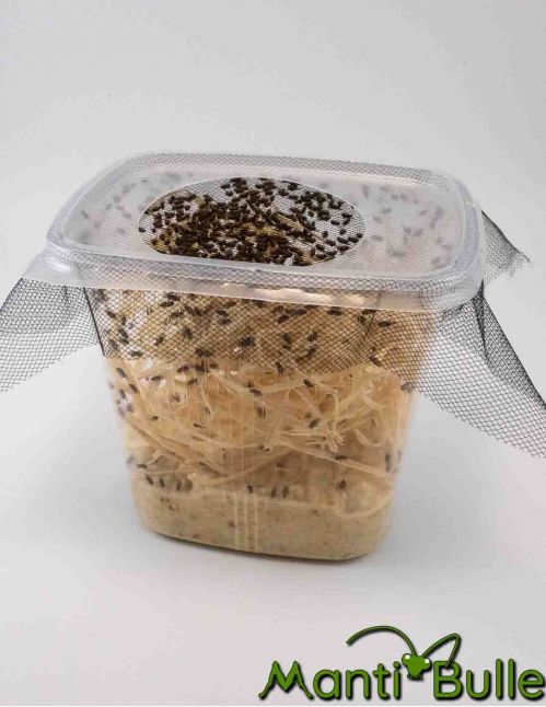 Souche de drosophile 2