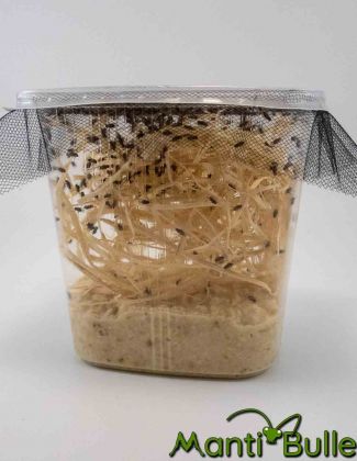 Souche de drosophile 2 2