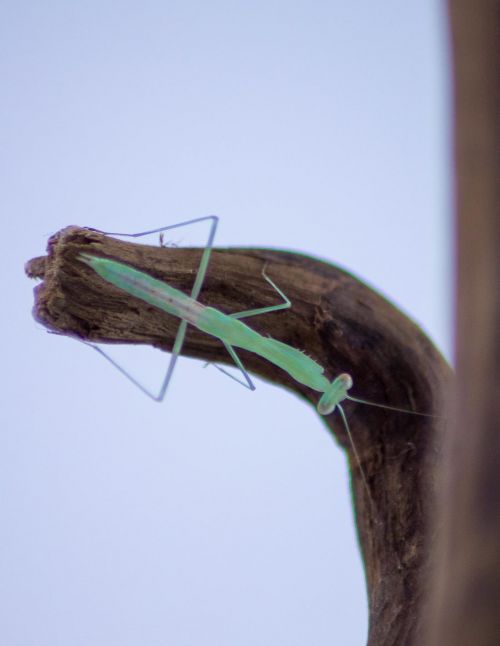 Miomantis sp - Mante naine africaine