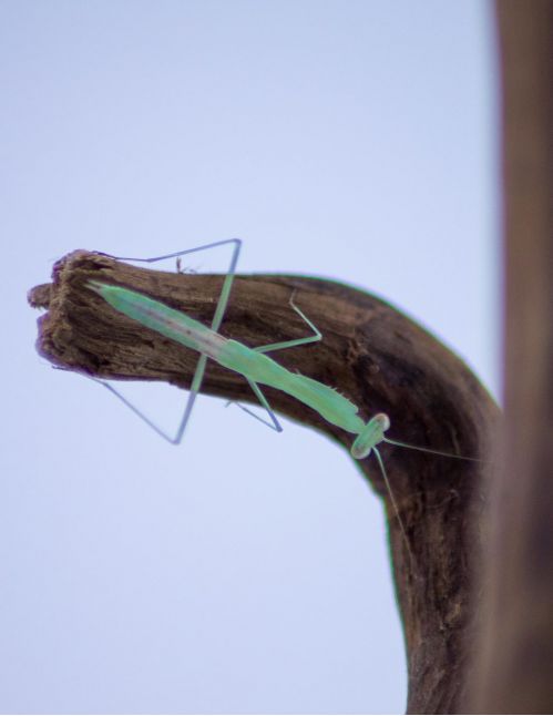 Miomantis sp - Mante naine africaine