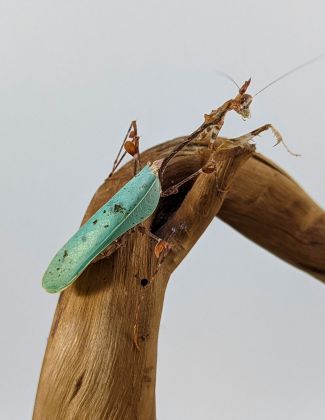 Sibylla Pretiosa - Mante cryptique 2