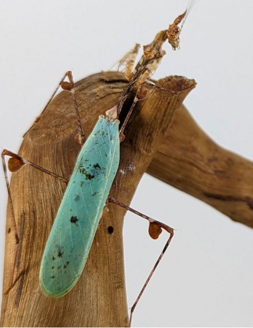 Sibylla Pretiosa - Mante cryptique