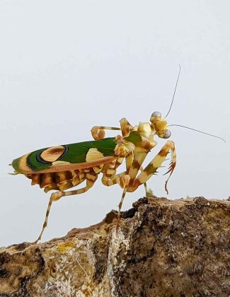 Chlinodoptera lestoni - Mante fleur du Ghana 2