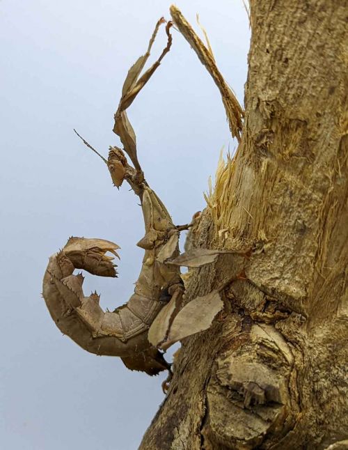 Extatosoma tiaratum - Phasme scorpion
