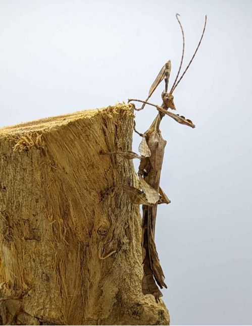 Extatosoma tiaratum - Phasme scorpion