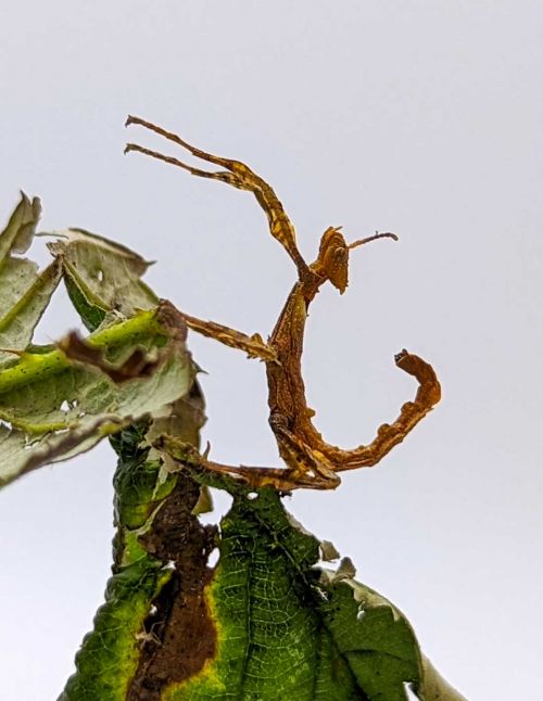 Extatosoma tiaratum - Phasme scorpion