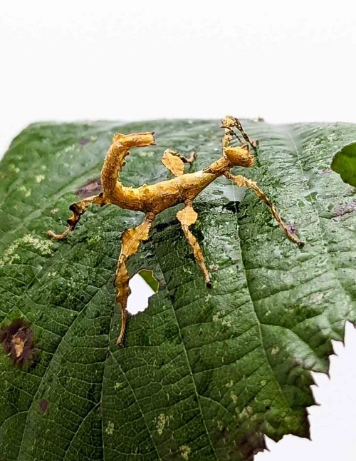 Extatosoma tiaratum - Phasme scorpion