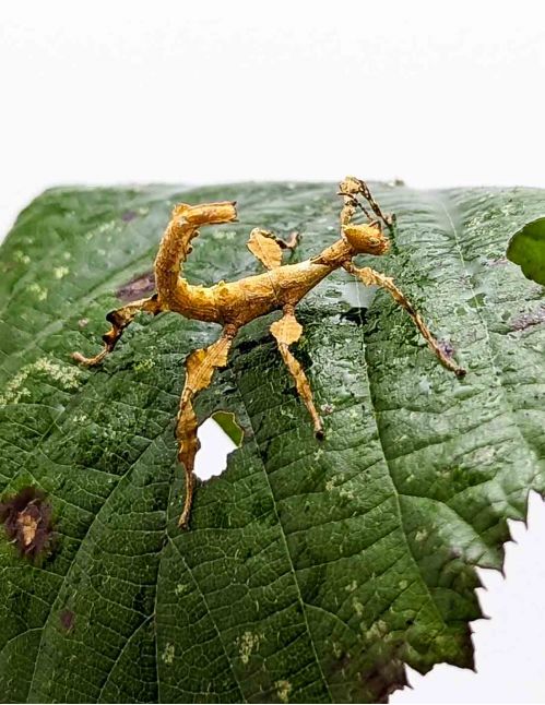 Extatosoma tiaratum - Phasme scorpion