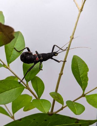 Peruphasma schultei - Phasme péruvien 2