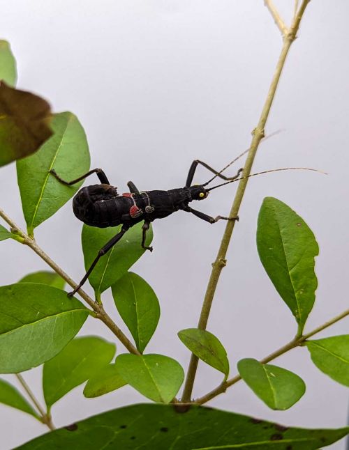 Peruphasma schultei - Phasme péruvien