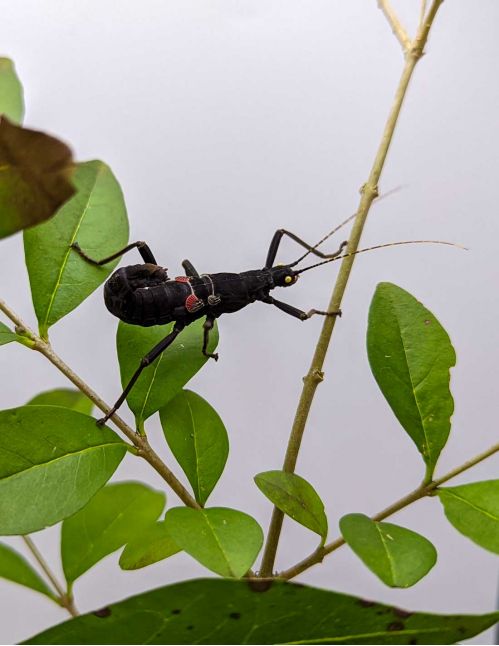 Peruphasma schultei - Phasme péruvien