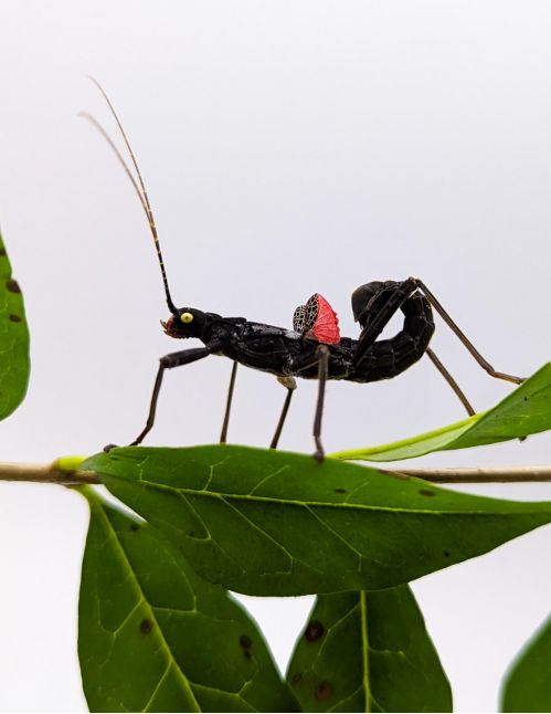 Peruphasma schultei - Phasme péruvien